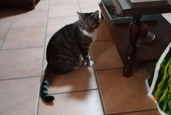 Disappearance alert Cat miscegenation  Female , 6 years Sargé-lès-le-Mans France