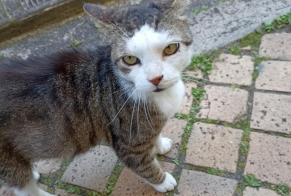 Disappearance alert Cat miscegenation  Male , 12 years Bordeaux France