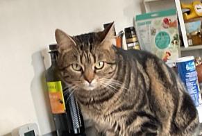 Disappearance alert Cat miscegenation  Female , 3 years Sannois France