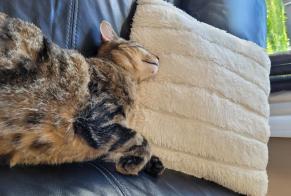 Disappearance alert Cat miscegenation  Female , 3 years Bourg-lès-Valence France