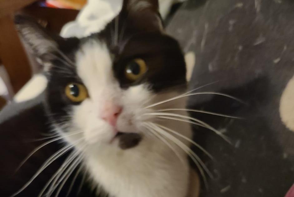 Disappearance alert Cat Male , 12 years Essises France
