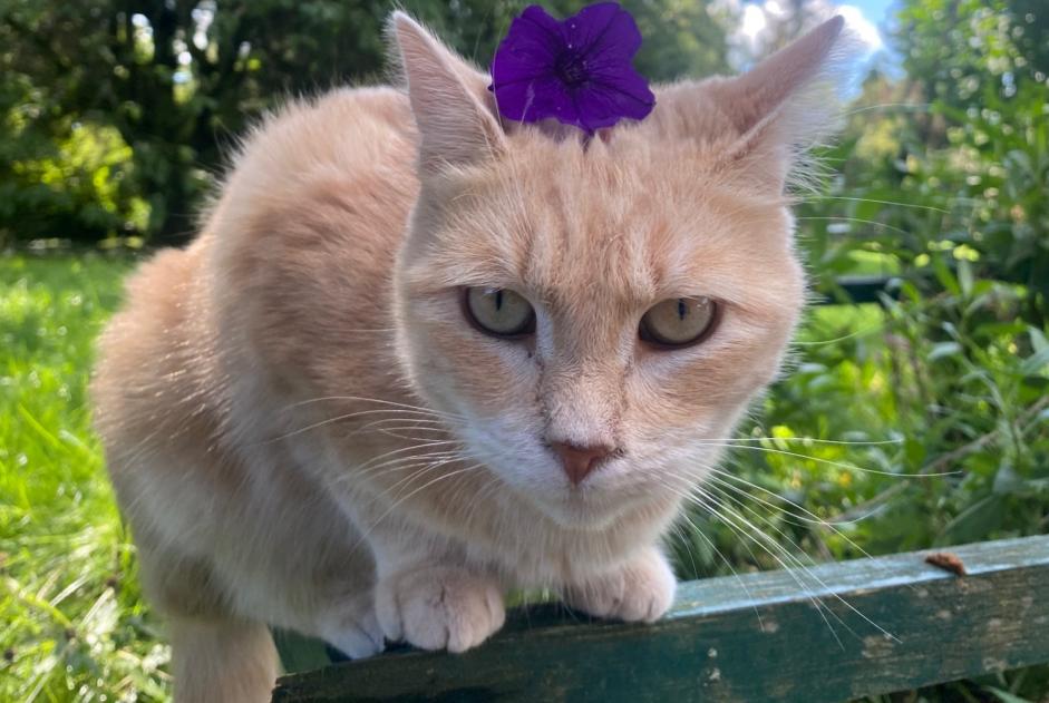 Disappearance alert Cat Female , 3 years Haucourt-Moulaine France