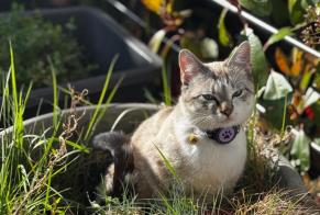 Disappearance alert Cat Female , 1 years Helfrantzkirch France