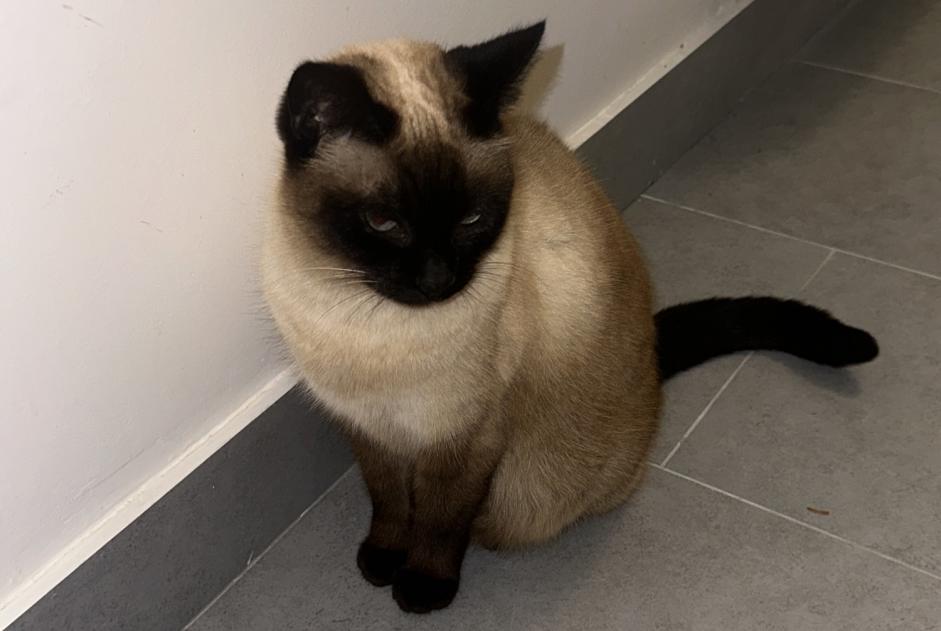 Disappearance alert Cat  Female , 11 years Nice France