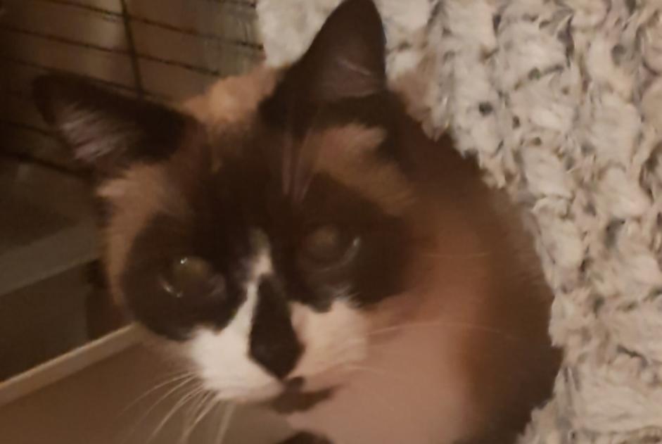 Disappearance alert Cat  Male , 14 years Mazingarbe France