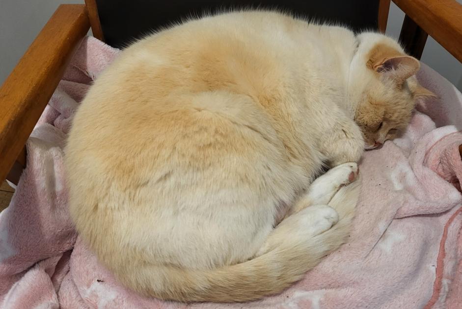 Disappearance alert Cat Male , 7 years Miélan France