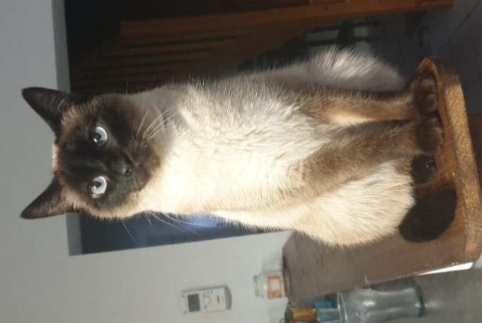 Disappearance alert Cat  Female , 5 years Méricourt France