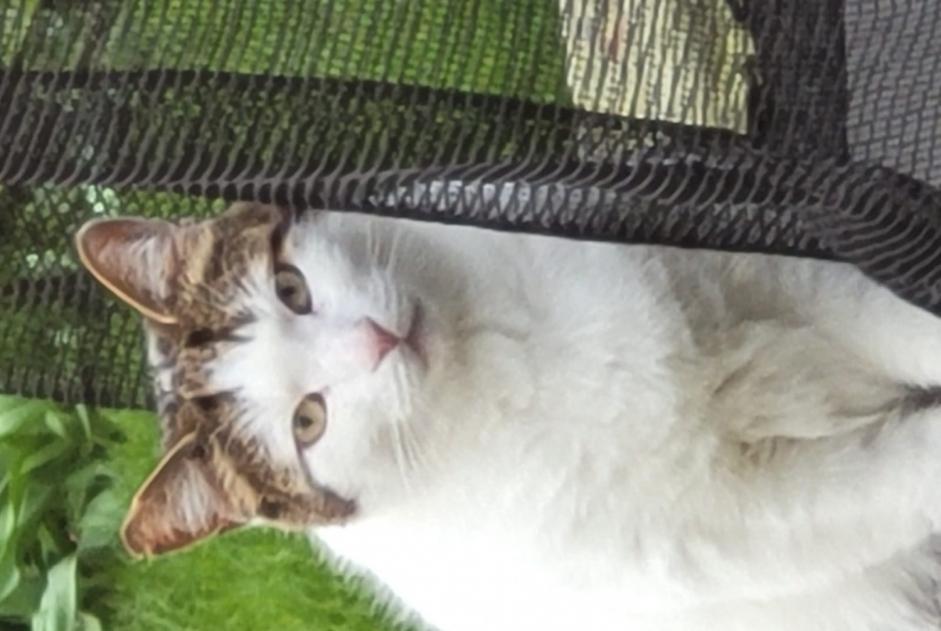Disappearance alert Cat Male , 5 years Croix France