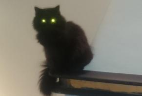Disappearance alert Cat miscegenation  Female , 8 years Villeneuve-Loubet France
