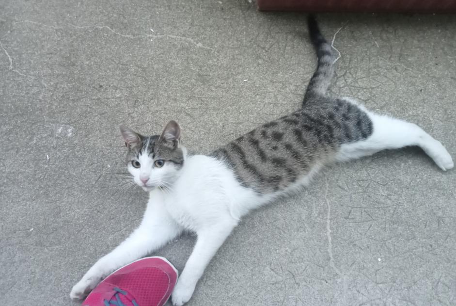 Discovery alert Cat Male Châtillon-sur-Colmont France