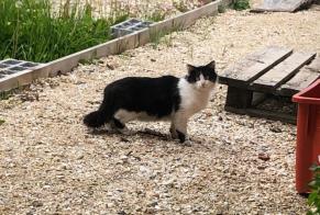 Discovery alert Cat Female Les Trois-Châteaux France