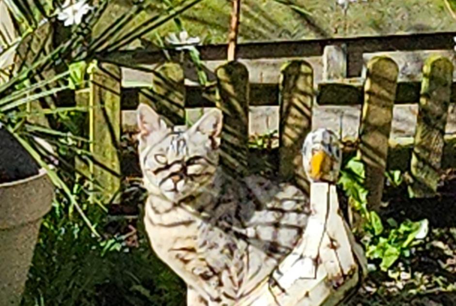 Disappearance alert Cat  Female , 7 years Champs-sur-Yonne France