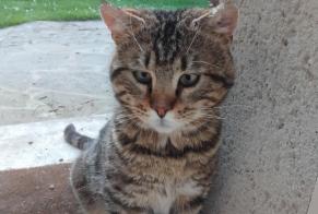 Discovery alert Cat Male Chamant France