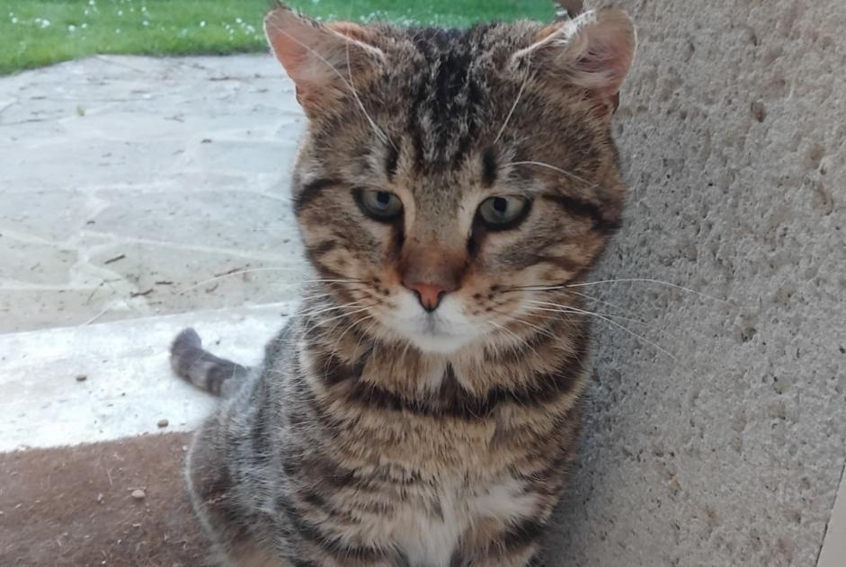 Discovery alert Cat Male Chamant France