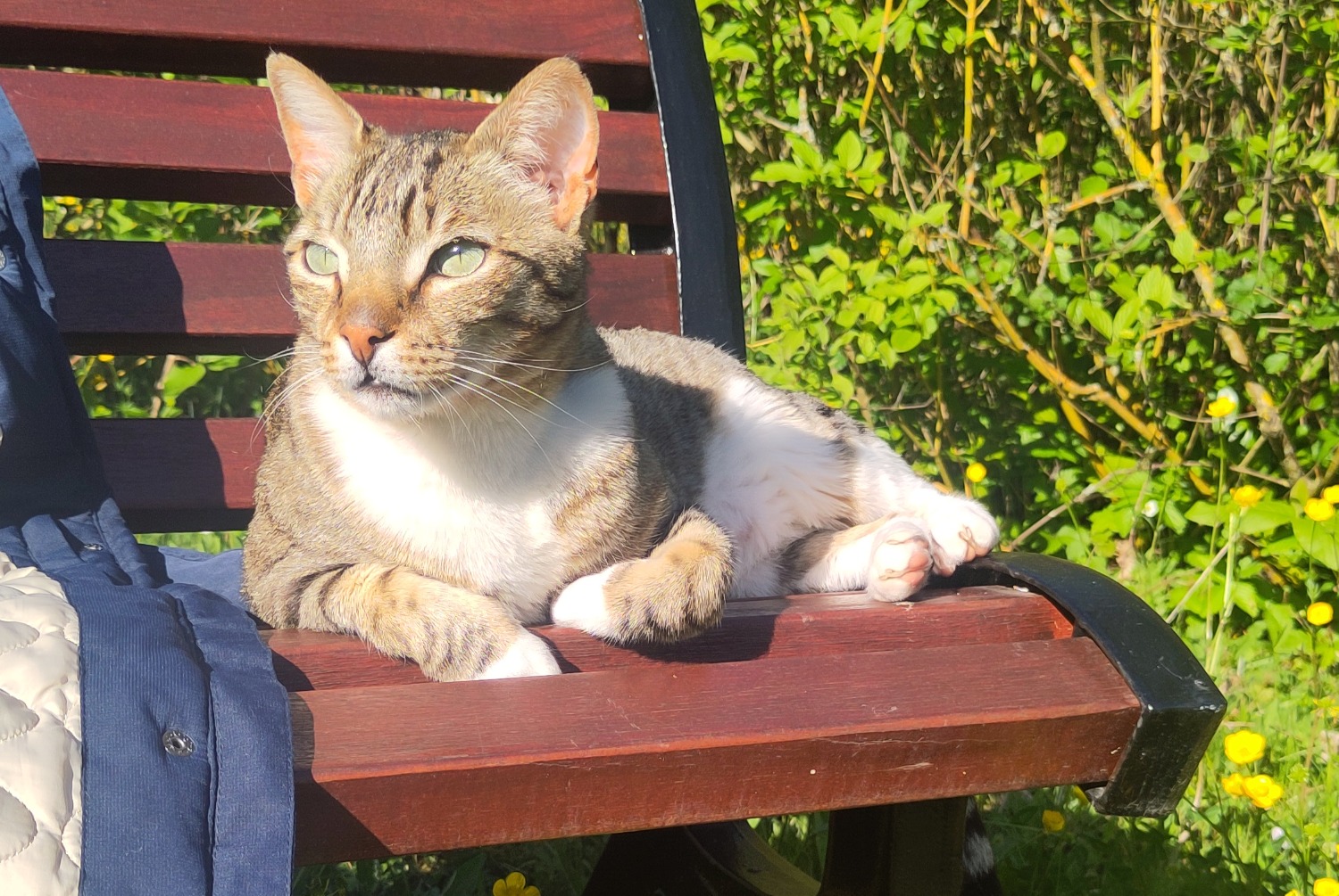 Disappearance alert Cat Male , 5 years Ferney-Voltaire France