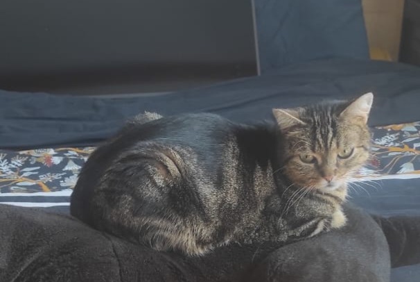 Disappearance alert Cat Male , 5 years Saint-Herblain France