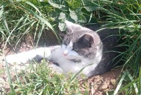 Disappearance alert Cat Male , 2 years Lamure-sur-Azergues France
