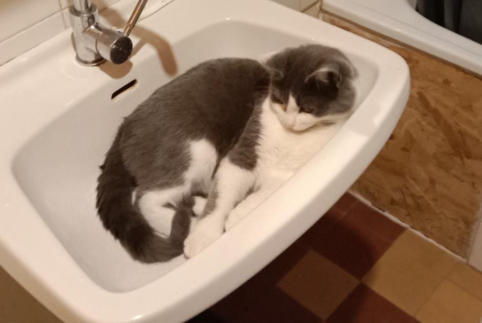 Disappearance alert Cat Male , 2 years Lamure-sur-Azergues France