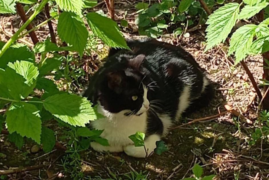 Disappearance alert Cat Female , 2 years Blois France