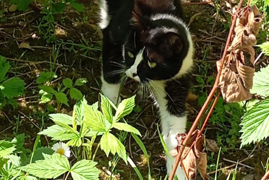 Disappearance alert Cat Female , 2 years Blois France