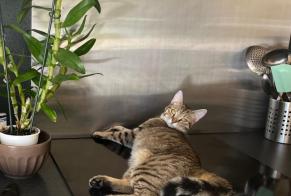 Disappearance alert Cat  Female , 1 years Montcaret France