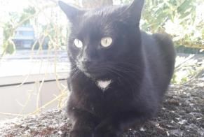 Discovery alert Cat Unknown Saint-Saulve France