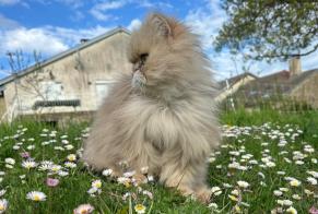 Disappearance alert Cat  Male , 7 years Rouvres-la-Chétive France