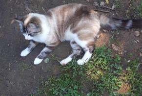 Discovery alert Cat  Female Alvignac France