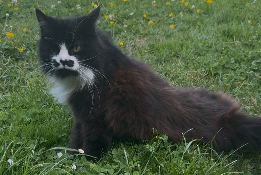 Discovery alert Cat Female Noyen-sur-Sarthe France