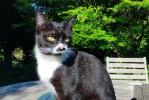 Discovery alert Cat Female Saint-Junien France