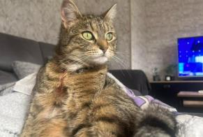 Disappearance alert Cat miscegenation  Female , 4 years Mazingarbe France