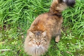Disappearance alert Cat Female , 13 years Lanildut France