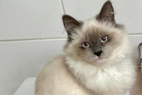 Disappearance alert Cat  Female , 1 years Villejuif France