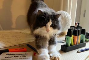 Disappearance alert Cat  Female , 9 years Clermont-Ferrand France