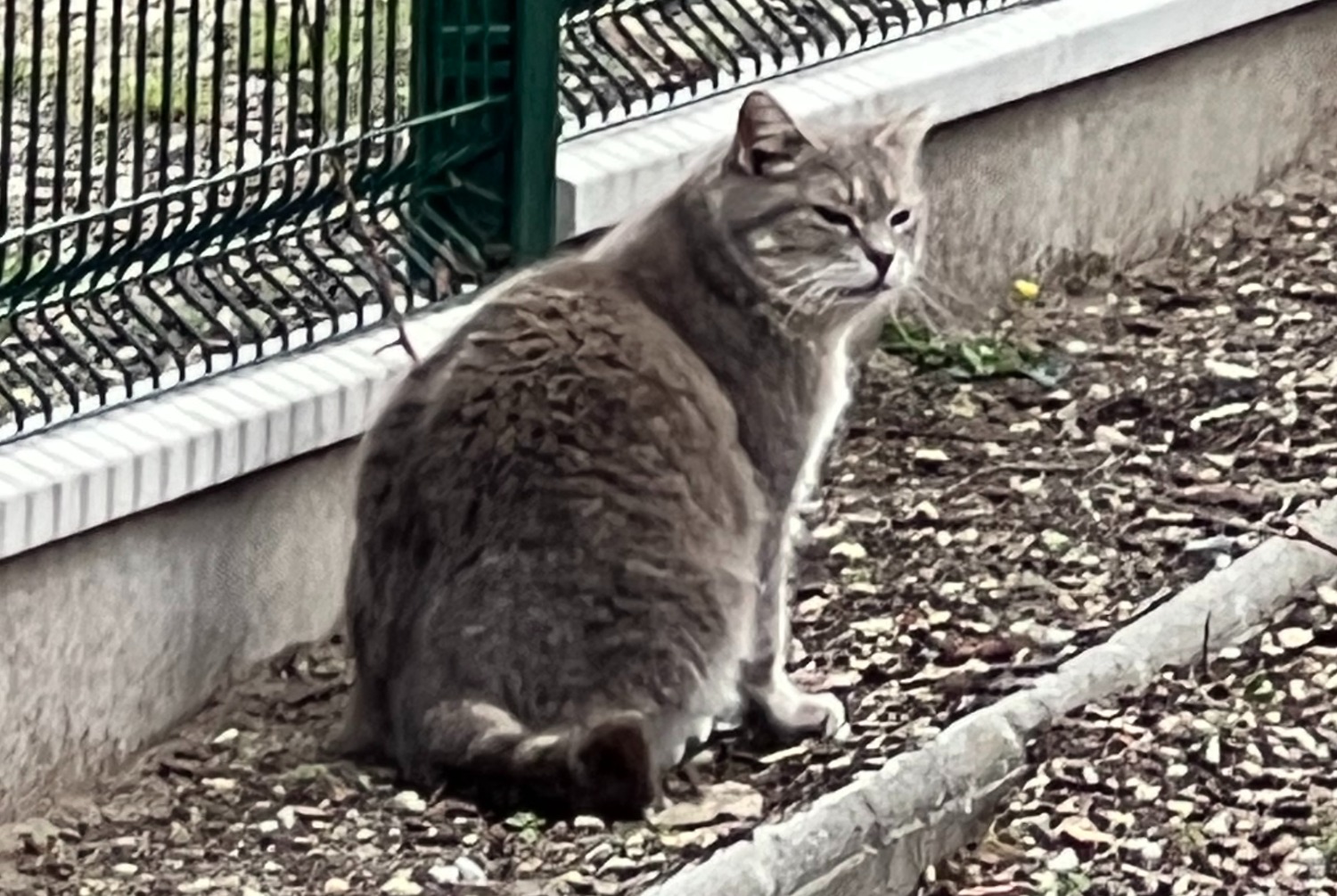 Discovery alert Cat miscegenation  Female , 2025 years Libourne France