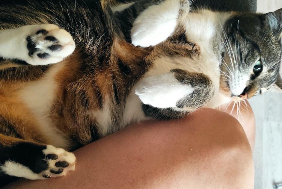 Disappearance alert Cat Male , 5 years Saint-Malo France