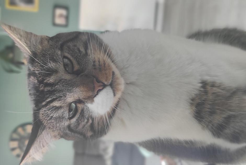 Disappearance alert Cat Male , 5 years Saint-Malo France