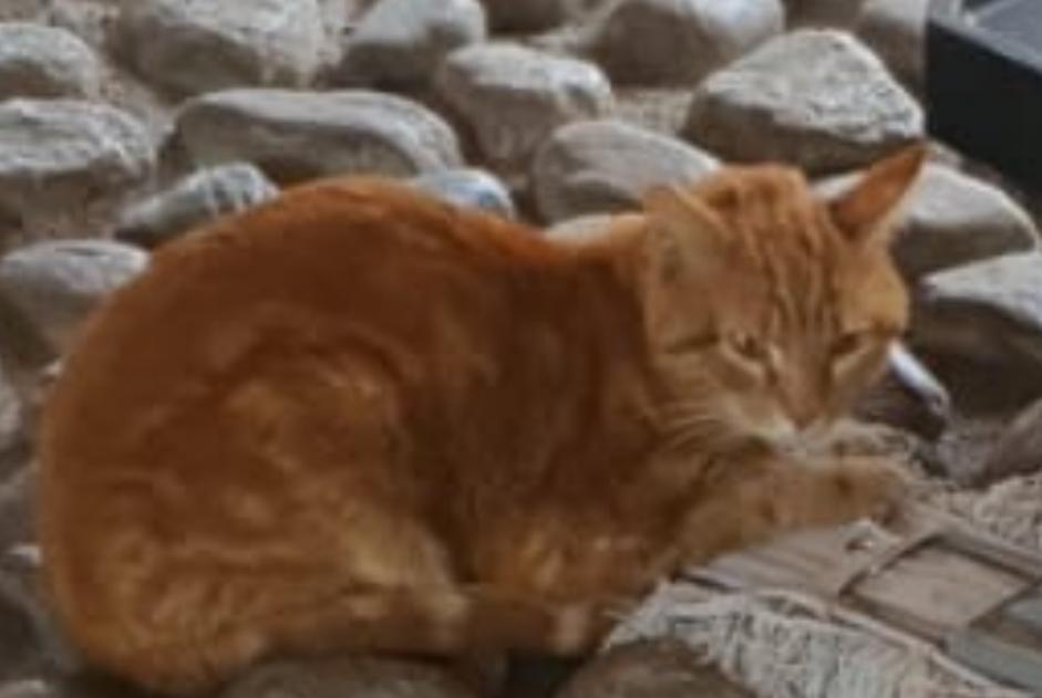 Discovery alert Cat Male Lyon France