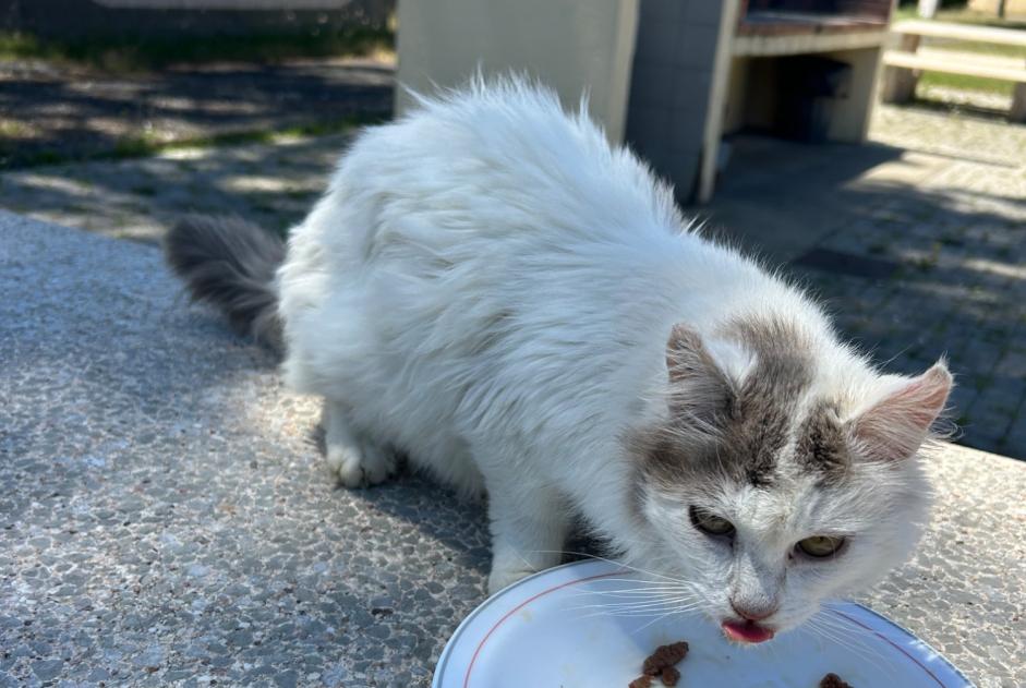 Discovery alert Cat Unknown , 1 year Labenne France