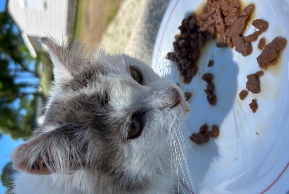 Discovery alert Cat Unknown , 1 year Labenne France