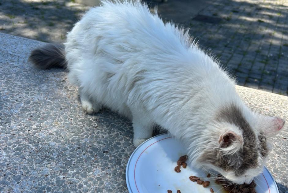 Discovery alert Cat Unknown , 1 year Labenne France