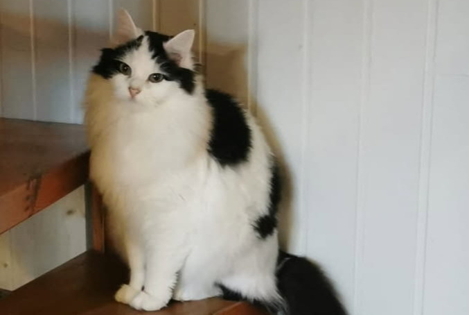 Disappearance alert Cat Female , 2 years Lans-en-Vercors France