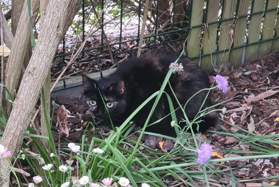 Discovery alert Cat Unknown Saint-Vigor-le-Grand France