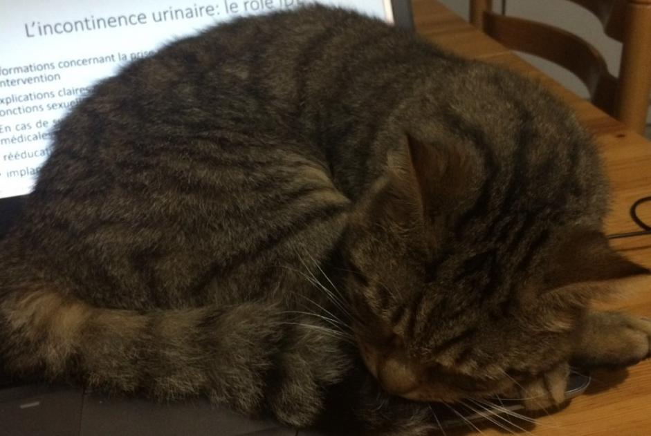 Disappearance alert Cat  Male , 3 years Saint-Jean-Soleymieux France
