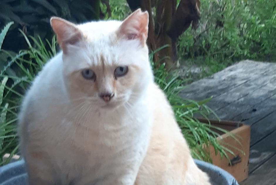 Disappearance alert Cat miscegenation  Male , 15 years Carros France