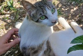 Disappearance alert Cat miscegenation  Female , 1 years Tours France