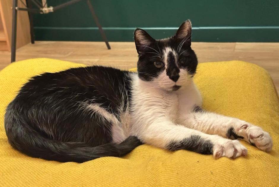 Disappearance alert Cat miscegenation  Male , 15 years Hem France