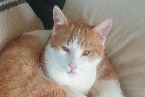 Disappearance alert Cat Male , 1 years Châtillon-sur-Chalaronne France