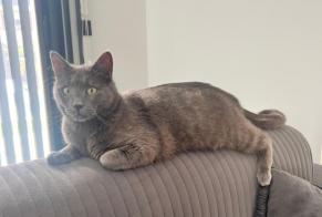 Disappearance alert Cat Male , 2 years Albertville France