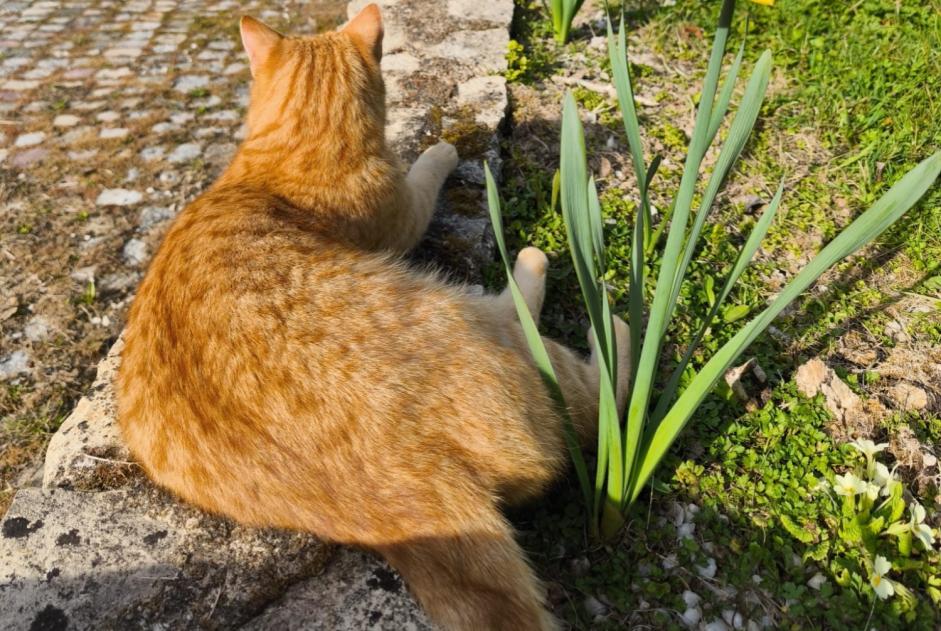 Disappearance alert Cat Male , 3 years Cudot France